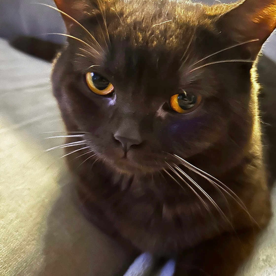 Chato joined the competition — help win amazing prizes! cat, black_cat, close_up, amber_eyes, whiskers, ears, feline, pet, animal, portrait, indoor, soft_surface, dramatic_lighting, warm_light, backlighting, dark_fur, staring, resting, photography, cute