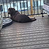 animal, backyard, brown_dog, canine, companion, daytime, deck, dog, fence, house, labrador, looking_back, outdoor, pet, railing, relaxed, resting, string_lights, window, wooden_floor