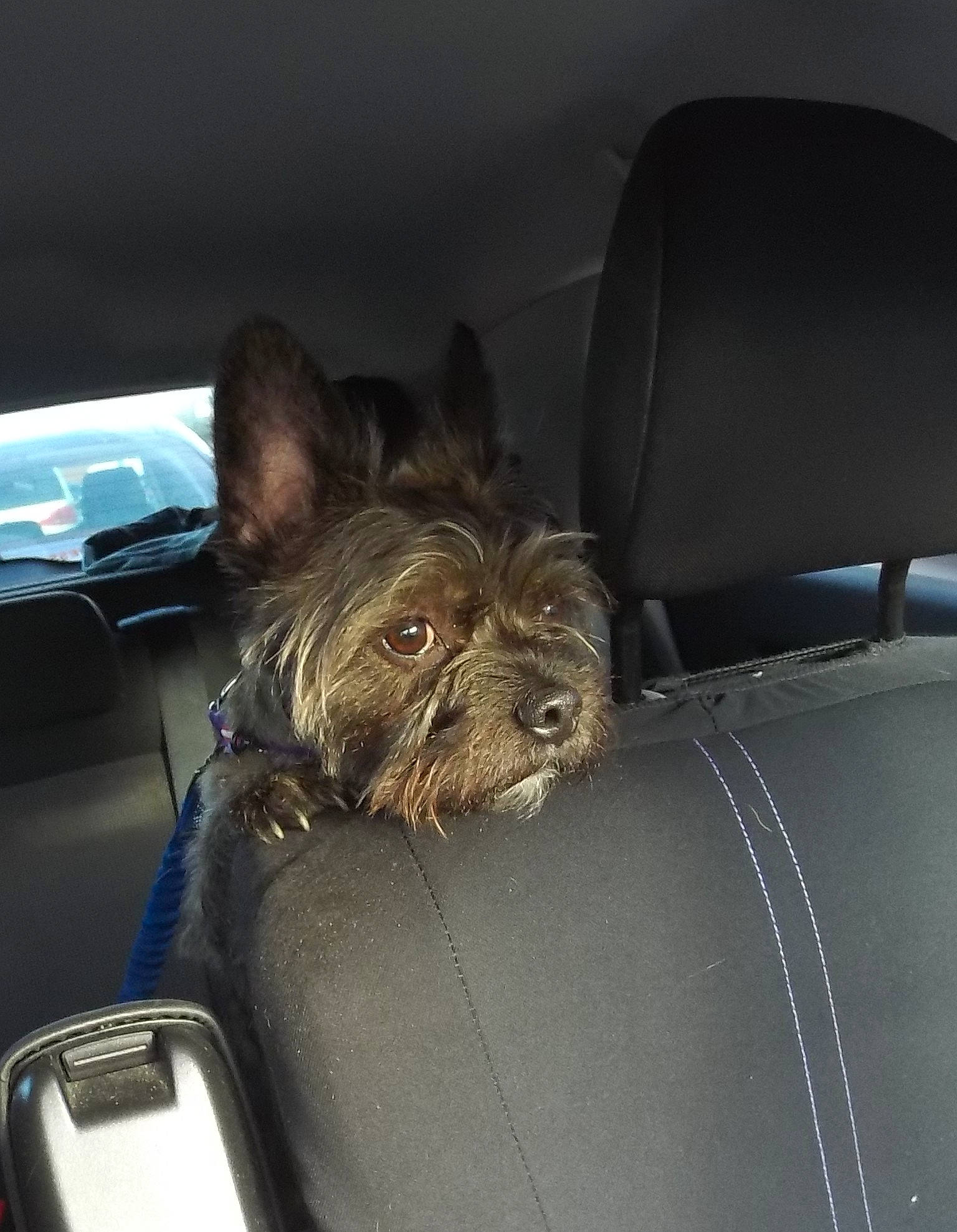 Carlo joined the competition — help win amazing prizes! auto_part, automotive_design, automotive_exterior, automotive_window_part, car, car_seat, car_seat_cover, carnivore, comfort, companion_dog, dog, dog_breed, family_car, liver, motor_vehicle, personal_luxury_car, tints_and_shades, vehicle, vehicle_door, windshield