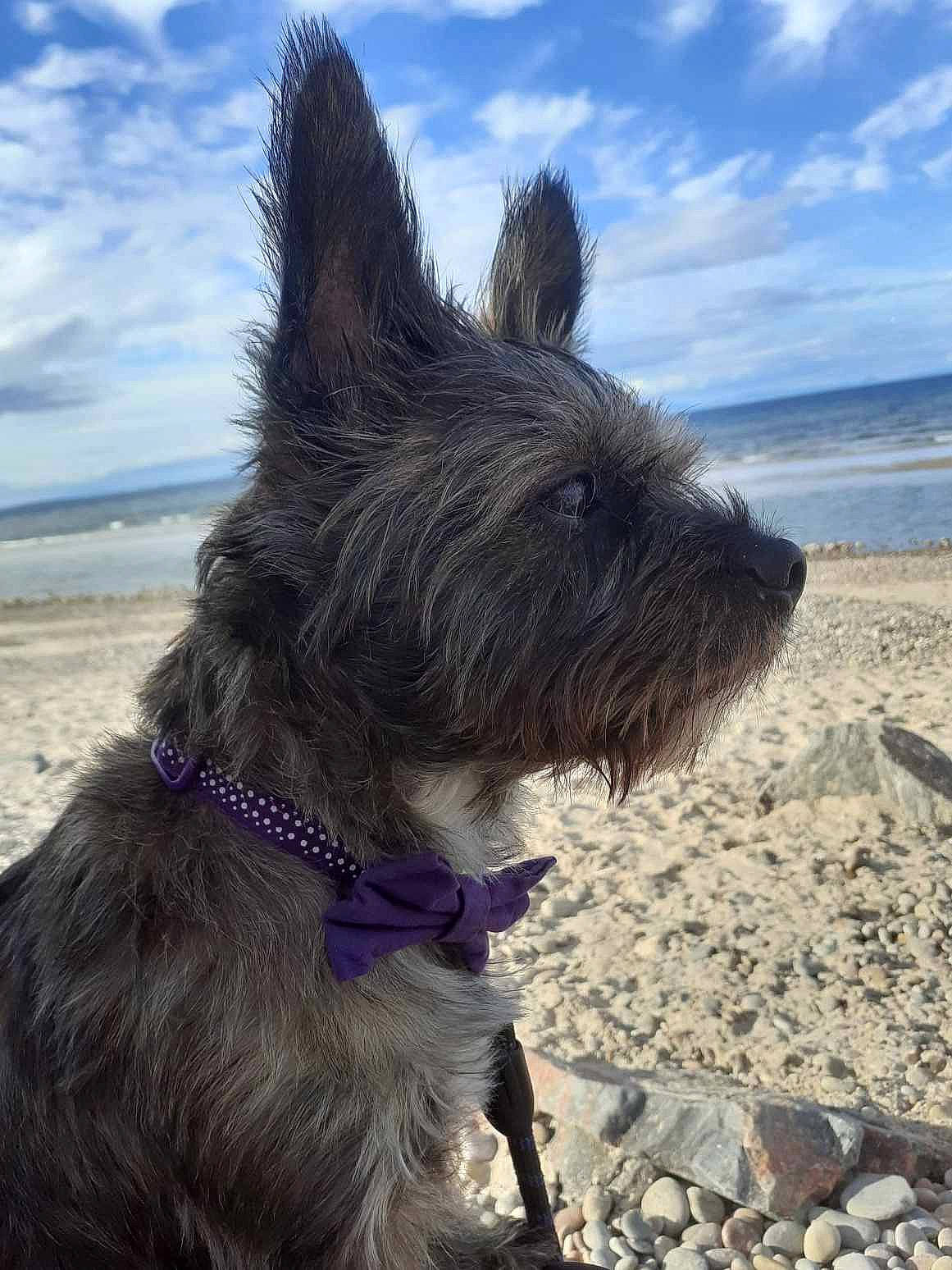 Carlo joined the competition — help win amazing prizes! beach, canidae, carnivore, cloud, collar, companion_dog, dog, dog_breed, dog_collar, electric_blue, landscape, ocean, sky, small_terrier, snout, sporting_group, terrier, water, wind_wave, working_animal