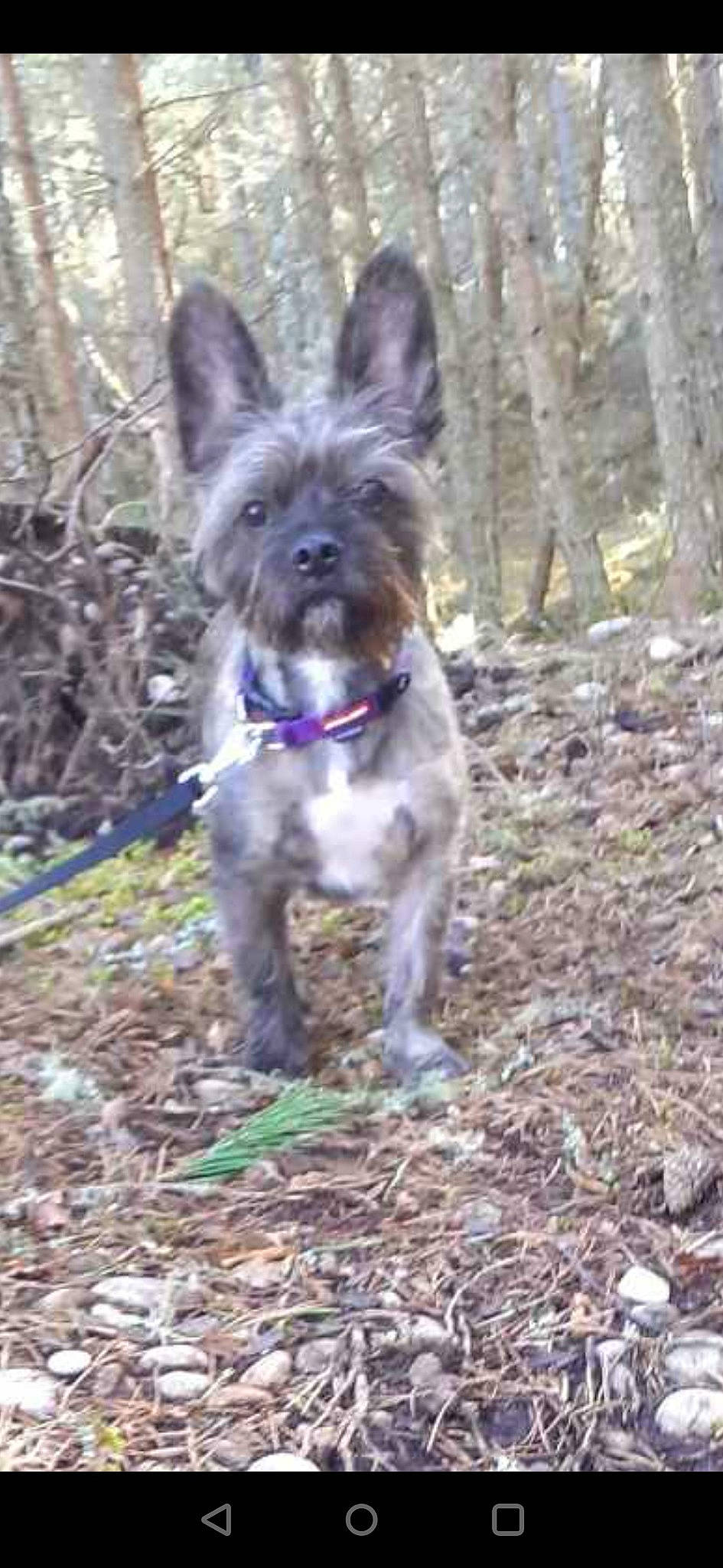 Carlo is registered to the contest to win money with this photo: canidae, carnivore, companion_dog, dog, dog_breed, dog_supply, fawn, liver, mexican_hairless_dog, plant, small_terrier, soil, sporting_group, terrestrial_animal, terrestrial_plant, terrier, toy_dog, tree, water_dog, working_animal