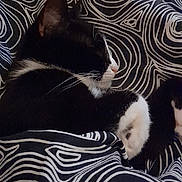 Paillette a rejoint le concours — aidez-le/la à gagner de superbes lots ! cat, black_and_white, pet, feline, sleeping, resting, curled_up, cozy, blanket, bed, indoors, home, whiskers, ears, paws, fur, patterned_fabric, cuddly, relaxed, portrait
