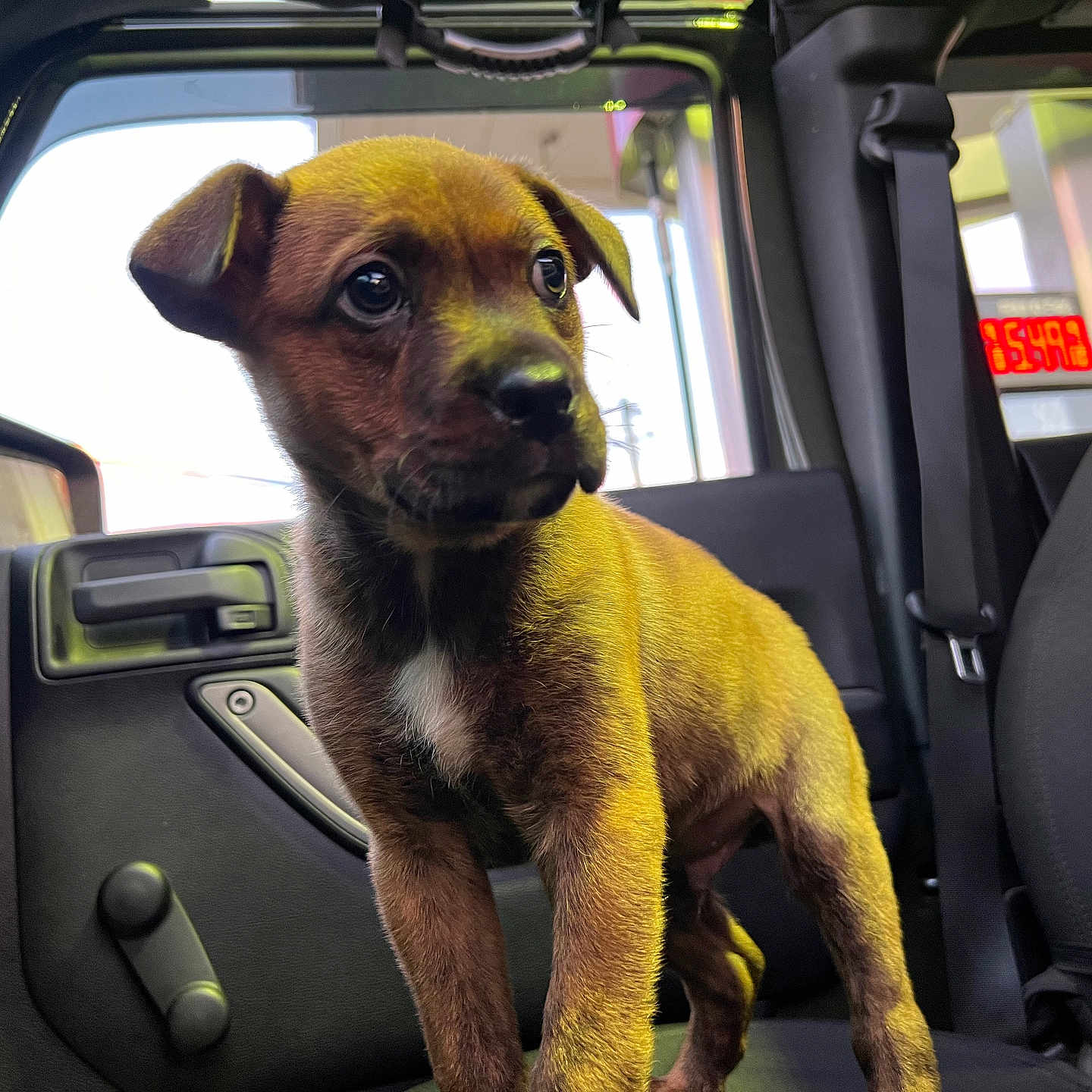 Moose is registered to the contest to win money with this photo: alloywheel, animal, canine, car, car_interior, carwheel, chair, cushion, dog, furniture, homedecor, hound, machine, pet, puppy, spoke, tire, transportation, vehicle, wheel