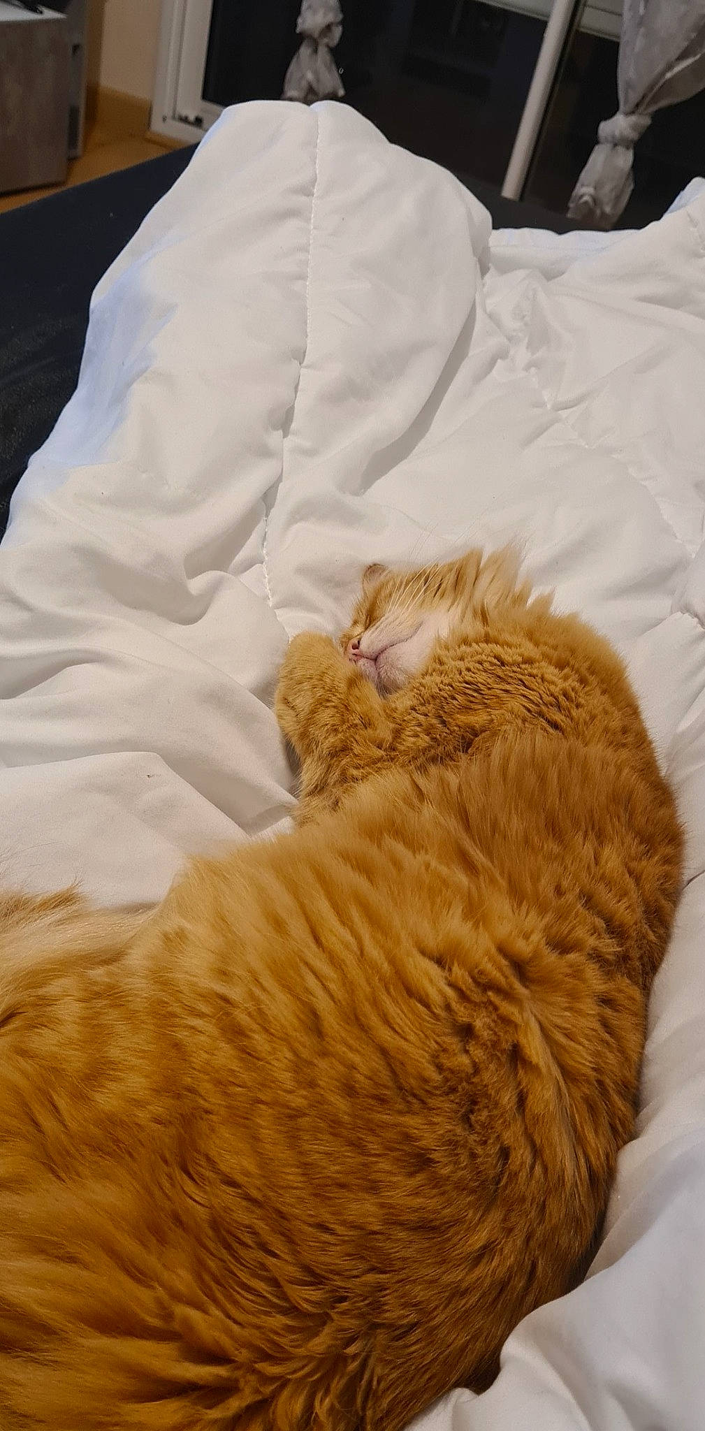 Orphée a rejoint le concours — aidez-le/la à gagner de superbes lots ! carnivore, cat, comfort, dog_breed, eye, fawn, felidae, fur, head, linens, mammal, paw, small_to_medium_sized_cats, snout, sporting_group, tail, terrestrial_animal, textile, whiskers, wood