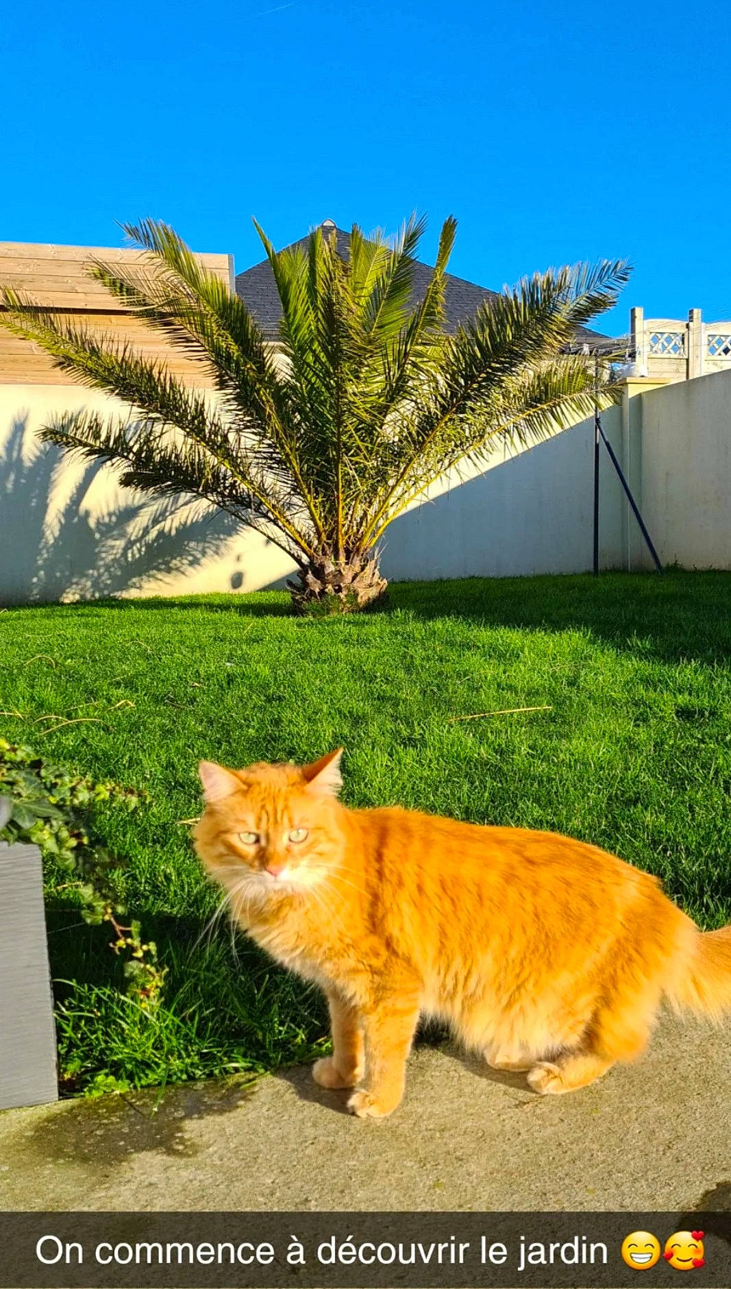 Orphée participe au concours pour gagner de l'argent avec cette photo : arecales, biome, blue, carnivore, cat, fawn, felidae, grass, green, leaf, light, morning, plant, road_surface, sky, small_to_medium_sized_cats, sunlight, tree, vegetation, whiskers