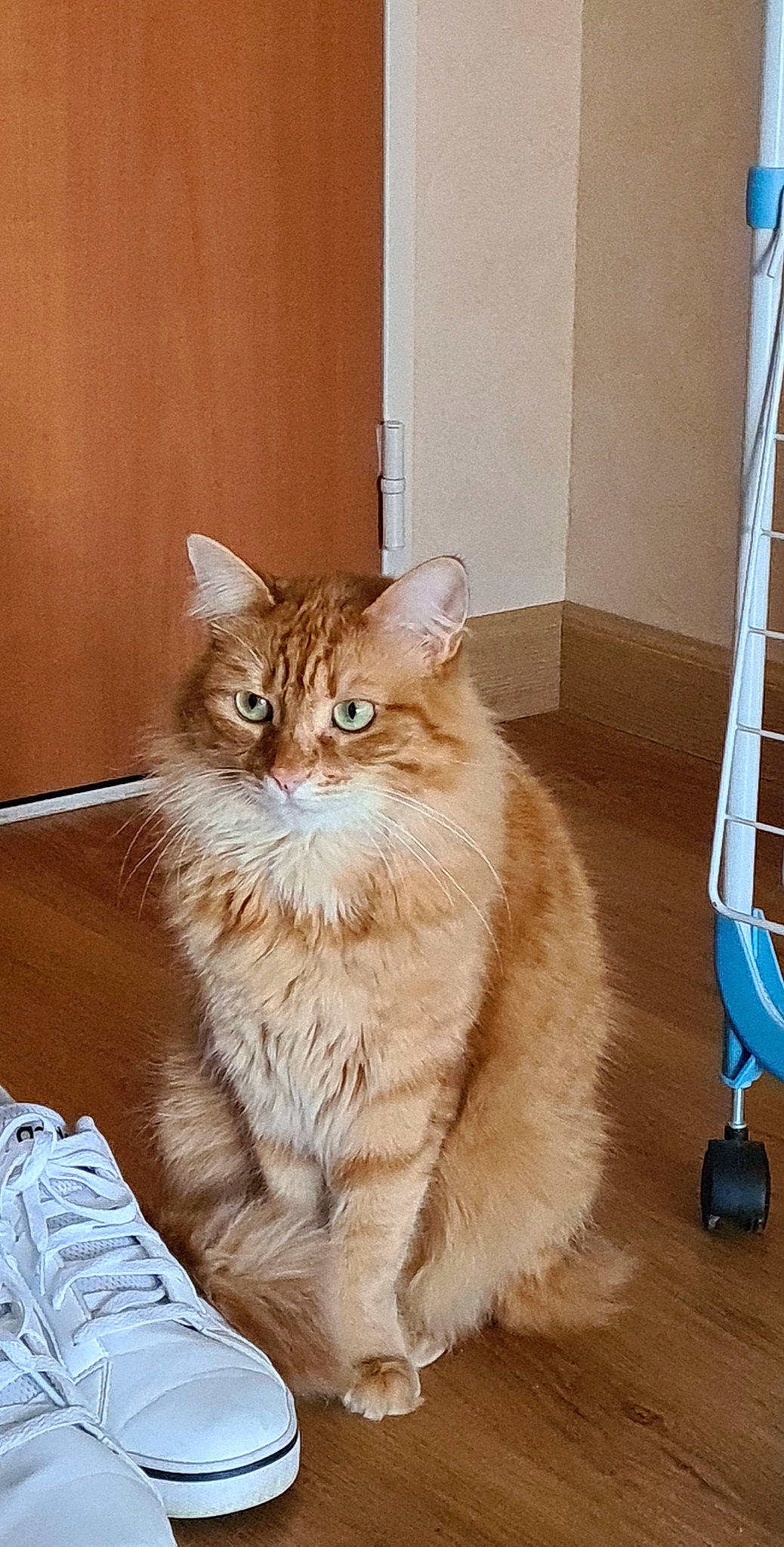 Orphée participe au concours pour gagner de l'argent avec cette photo : cardboard, carnivore, cat, domestic_short_haired_cat, door, fawn, felidae, flooring, fur, hardwood, ladder, laminate_flooring, paw, small_to_medium_sized_cats, snout, tail, whiskers, window, wood, wood_flooring