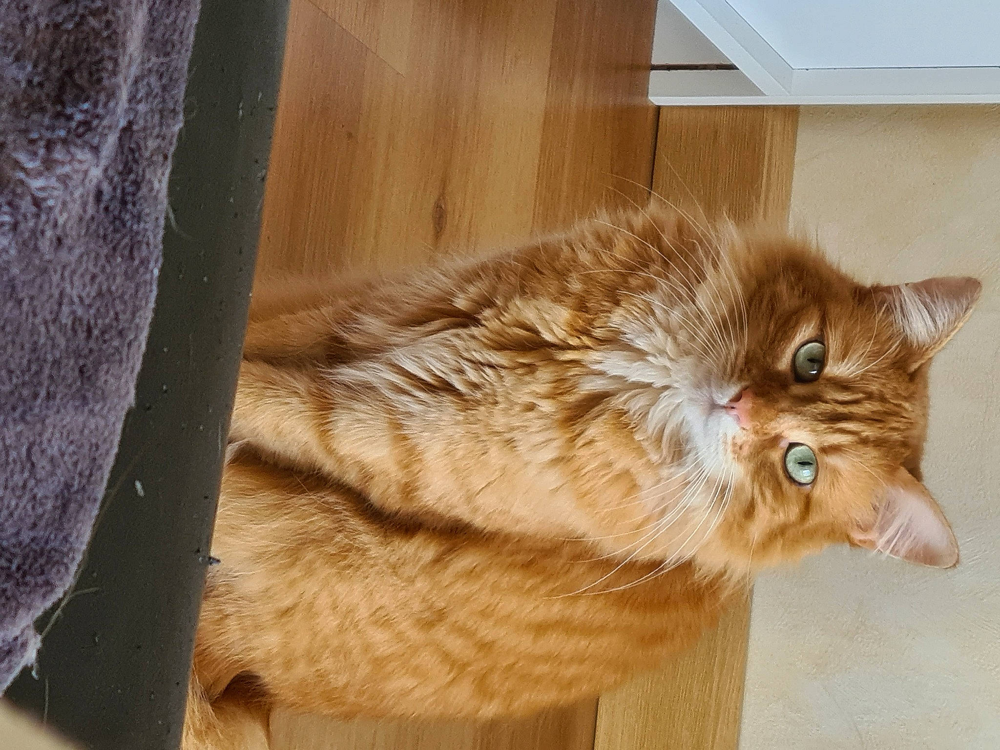 Orphée participe au concours pour gagner de l'argent avec cette photo : box, british_longhair, carnivore, cat, claw, domestic_short_haired_cat, eye, fawn, felidae, fur, hardwood, small_to_medium_sized_cats, snout, somali, tail, terrestrial_animal, whiskers, window, wood, wood_stain