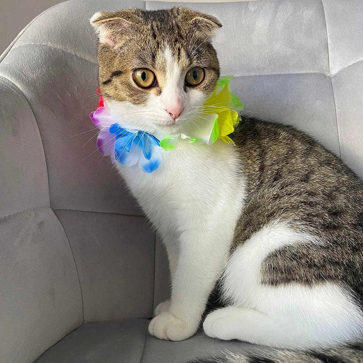 Nina participe au concours pour gagner de l'argent avec cette photo : animal, cat, chair, close_up, colorful, cute, domestic_animal, ears, eyes, feline, flower_collar, fur, indoor, pet, portrait, sitting, striped_tail, tabby, whiskers, white_fur