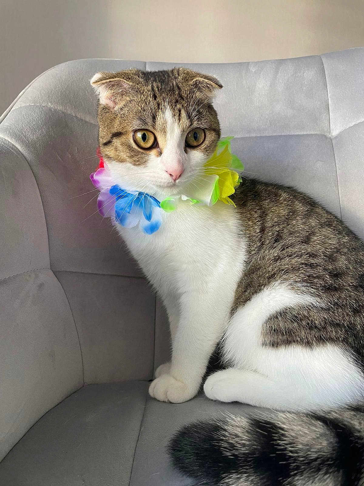 Nina participe au concours pour gagner de l'argent avec cette photo : cat, animal, pet, feline, tabby, white_fur, striped_tail, flower_collar, colorful, chair, indoor, close_up, cute, sitting, whiskers, ears, eyes, fur, domestic_animal, portrait