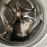 Nina a rejoint le concours — aidez-le/la à gagner de superbes lots ! cat, washing_machine, appliance, metal, indoor, pet, animal, curious, feline, domestic_animal, white, gray, striped, sitting, closeup, household, clean, reflection, small, cute