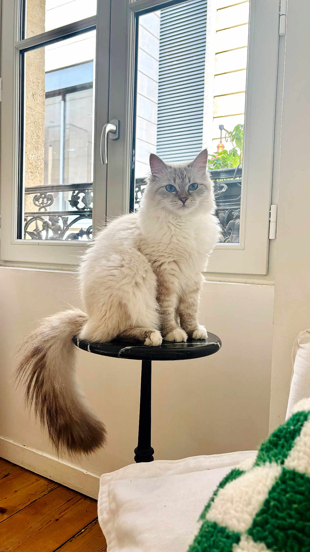 Alfie participe au concours pour gagner de l'argent avec cette photo : cat, fluffy, blue_eyes, indoor, window, stool, tail, furniture, wooden_floor, natural_light, domestic_cat, pet, resting, cozy, white_wall, curtain, houseplant, window_handle, relaxed, portrait