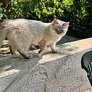 Alfie participe au concours pour gagner de l'argent avec cette photo : cat, white_cat, blue_eyes, fluffy, outdoor, nature, greenery, tree, concrete, ledge, sunlight, shadow, animal, pet, walking, curious, feline, daylight, backyard, wildlife