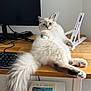 Alfie a rejoint le concours — aidez-le/la à gagner de superbes lots ! cat, fluffy, desk, keyboard, monitor, computer_accessory, tail, wooden_surface, book, shelf, indoor, pet, relaxed, white_wall, electronics, home_office, animal, cute, furniture, resting