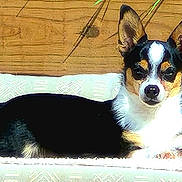 Jerry Garcia is registered to the contest to win money with this photo: dog, pet, tricolor, small_dog, cushion, wooden_wall, sunlight, relaxed, alert, indoors, fur, ears, face, nose, paw, lying_down, animal, companion, cute, domestic