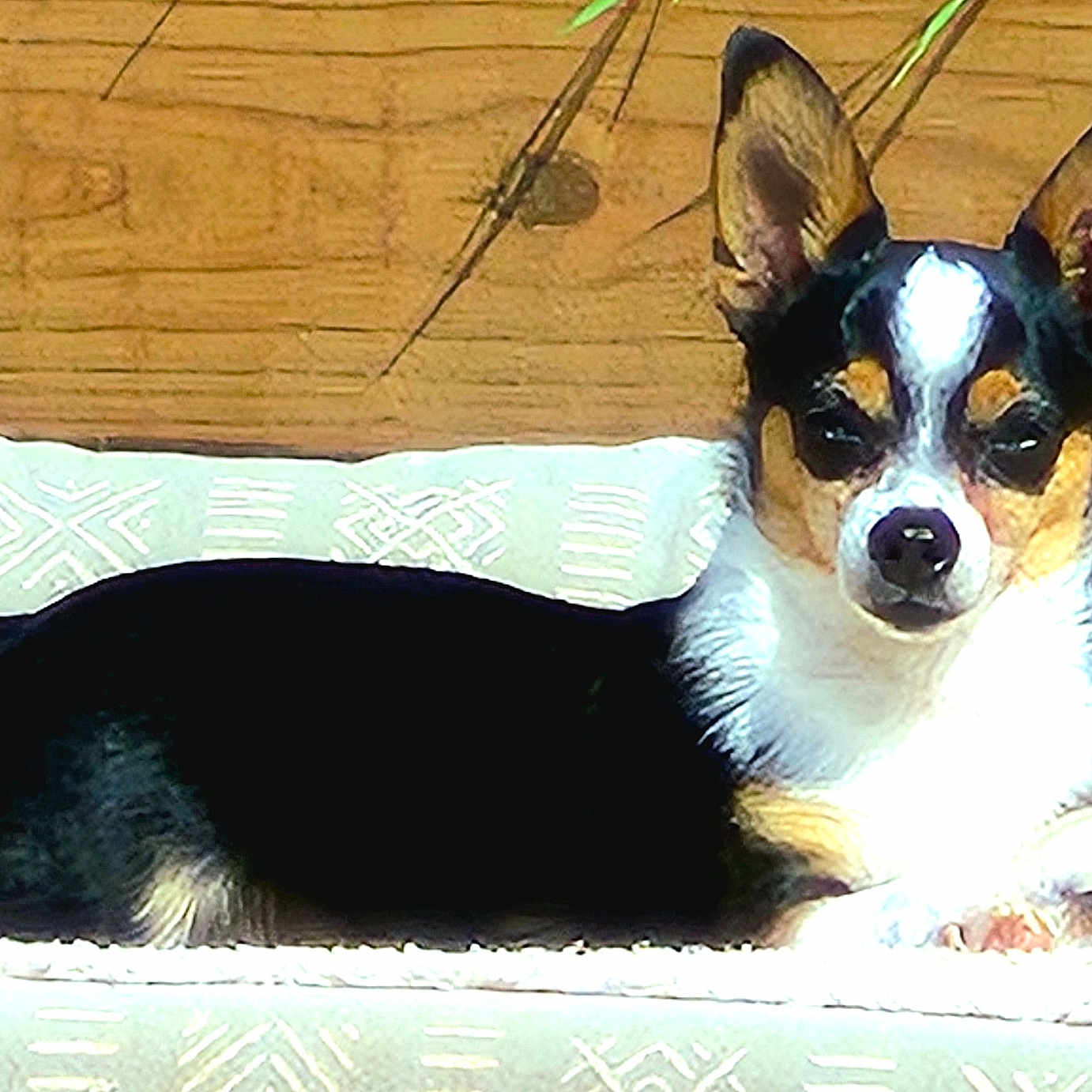 Jerry Garcia is registered to the contest to win money with this photo: alert, animal, companion, cushion, cute, dog, domestic, ears, face, fur, indoors, lying_down, nose, paw, pet, relaxed, small_dog, sunlight, tricolor, wooden_wall