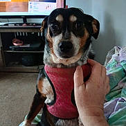 Peanut is registered to the contest to win money with this photo: animal, bed, black_and_tan, brown_eyes, canine, cute, dog, domestic_pet, floppy_ears, home, human_hand, indoors, living_room, pet, portrait, red_harness, serious_expression, short_hair, sitting, television