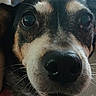 Peanut is registered to the contest to win money with this photo: animal, black_and_white, brown_fur, close_up, curious, dog, face, funny, head, indoors, large_nose, muzzle, pet, photography, portrait, red_collar, short_fur, wet_nose, whiskers, wide_eyes