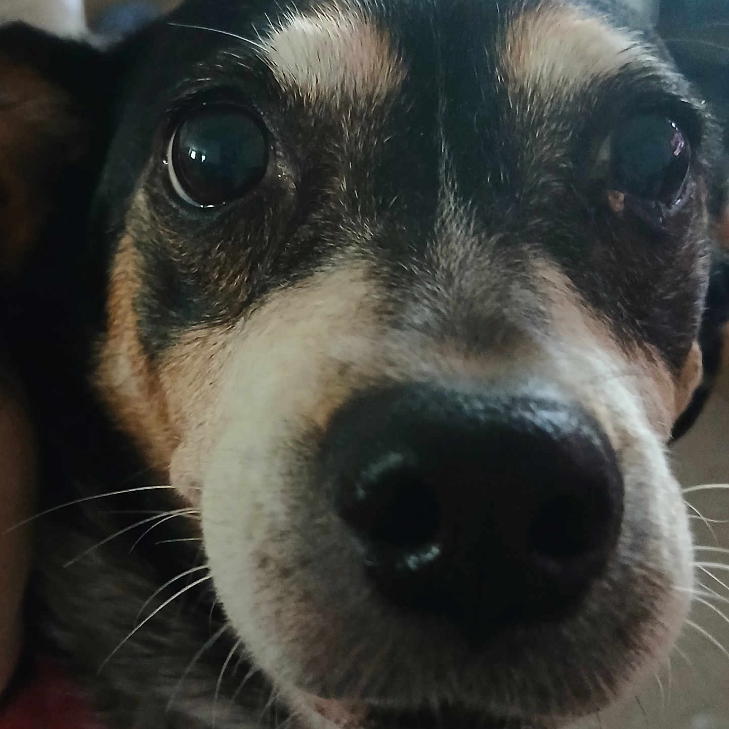 Peanut