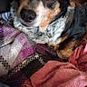 Peanut joined the competition — help win amazing prizes! animal, bedding, black_and_tan, blanket, close_up, colorful_fabric, cozy, cute, dog, floppy_ears, fur, indoors, lying_down, nose, pet, portrait, puppy, sitting, tri_color, wide_eyes