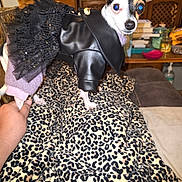 Bella joined the competition — help win amazing prizes! dog, small_dog, leopard_print, blanket, leather_jacket, frilly_skirt, hand, living_room, furniture, books, table, television, pet_clothing, cute, indoor, animal, fur, ears, eyes, looking