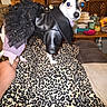 dog, small_dog, leopard_print, blanket, leather_jacket, frilly_skirt, hand, living_room, furniture, books, table, television, pet_clothing, cute, indoor, animal, fur, ears, eyes, looking