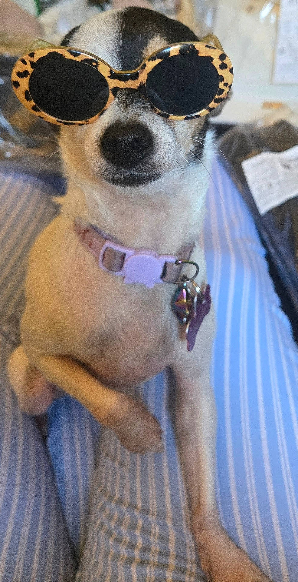 Bella