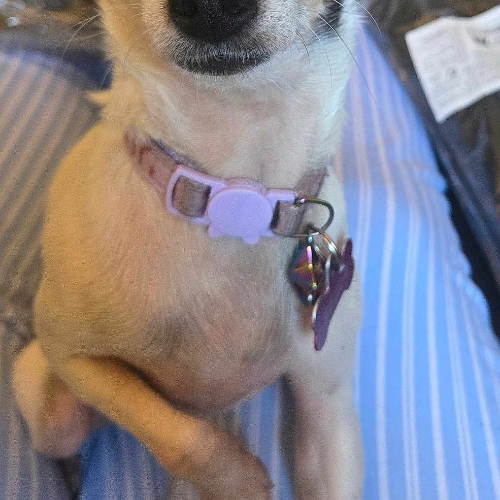 Bella