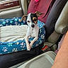 Bella joined the competition — help win amazing prizes! dog, chihuahua, pet_bed, car_interior, seat, paw_prints, butterfly_decor, red_seat_cover, small_dog, cute, animal, resting, looking_at_camera, car_door, window, leather_seat, seatbelt_buckle, daylight, indoor, cozy
