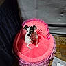 Bella joined the competition — help win amazing prizes! dog, small_dog, pet_bed, pink_bed, frilly_bed, cute, indoor, wooden_floor, curious, animal, companion, tiny, puppy, looking_up, cozy, domestic, fur, ears, sitting, portrait