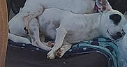 Bella is registered to the contest to win money with this photo: dog, small_dog, resting, sleeping, blanket, chair, pet, indoor, cozy, cute, companion, animal, fur, relaxing, two_dogs, white_dog, spotted_dog, lying_down, domestic_animal, home