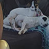 dog, small_dog, resting, sleeping, blanket, chair, pet, indoor, cozy, cute, companion, animal, fur, relaxing, two_dogs, white_dog, spotted_dog, lying_down, domestic_animal, home