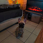 Nala participe au concours pour gagner de l'argent avec cette photo : blanket, cabinet, cute, dog, figurine, fireplace, french_bulldog, furniture, globe, home_decor, indoor, lamp, living_room, pet, puppy, sitting, small_dog, tile_floor, toad_character, warm_lighting