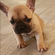 Nala participe au concours pour gagner de l'argent avec cette photo : puppy, dog, french_bulldog, indoor, wooden_floor, pet, small, cute, animal, ears, flooring, young, mammal, canine, walking, curious, domestic_animal, companion, portrait, closeup