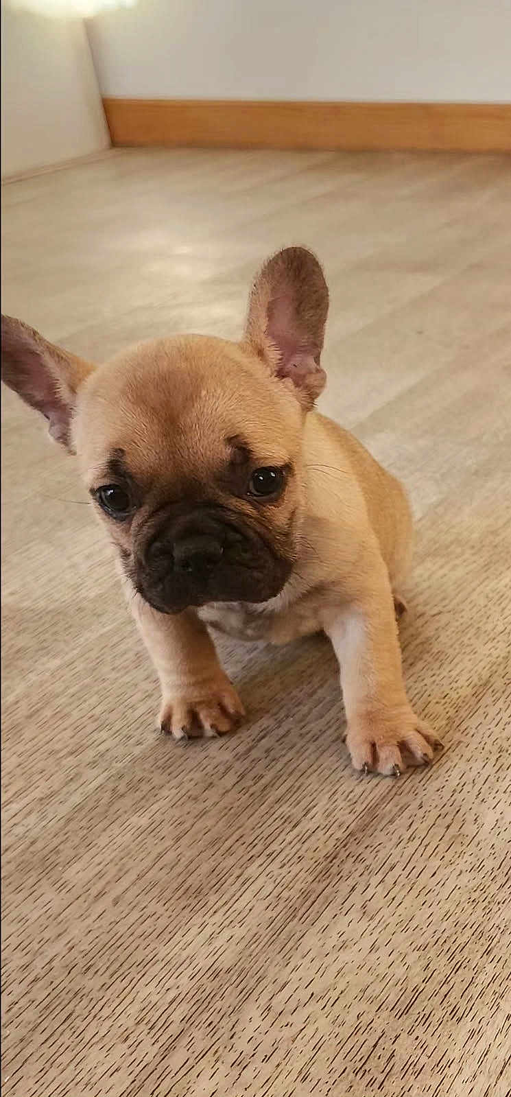 Nala participe au concours pour gagner de l'argent avec cette photo : puppy, dog, french_bulldog, indoor, wooden_floor, pet, small, cute, animal, ears, flooring, young, mammal, canine, walking, curious, domestic_animal, companion, portrait, closeup
