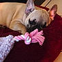 animal, canine, close_up, cute, dog, domestic, floor_tiles, french_bulldog, indoor, maroon_bed, pet, pink, plush_bed, puppy, resting, rope_toy, sleepy, toy, white, young
