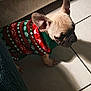 animal, christmas, companion, cozy, cute, dog, ears, french_bulldog, fur, holiday, indoor, knitted, pattern, pet, puppy, shadow, small_dog, sunlight, sweater, tile_floor