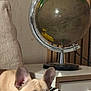 animal, black, blanket, brown, cute, decor, dog, ears, french_bulldog, furniture, globe, indoor, nightstand, pet, puppy, resting, soft, table, white, zebra_pattern
