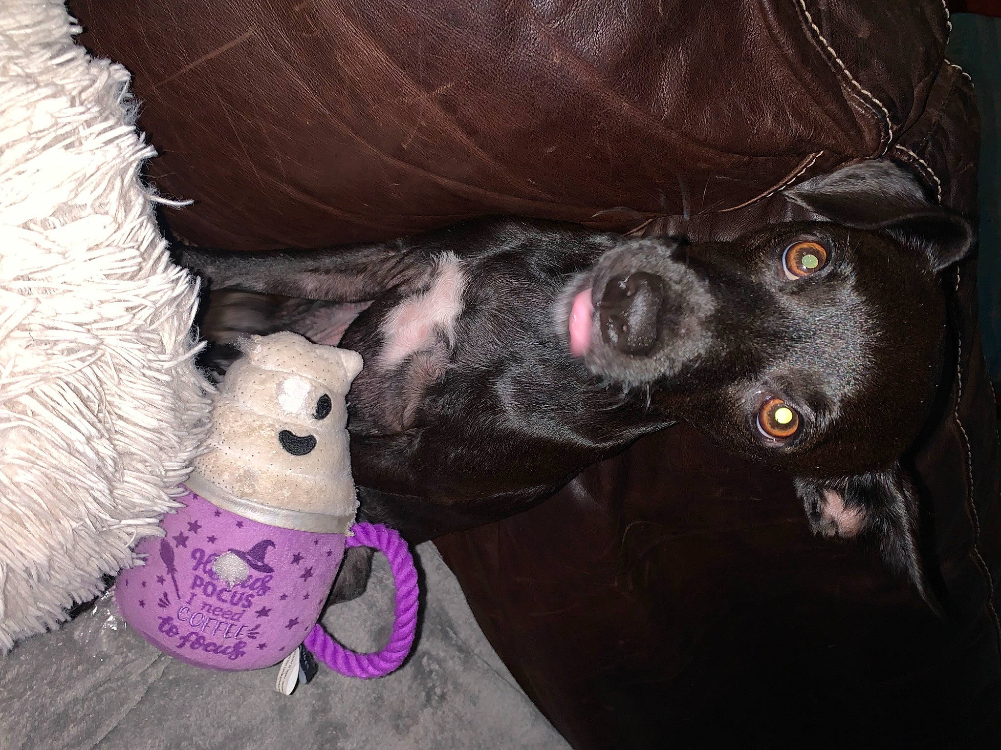 Lola is registered to the contest to win money with this photo: canidae, carnivore, comfort, companion_dog, dog, dog_breed, fawn, fur, guard_dog, liver, magenta, plush, purple, sporting_group, stuffed_toy, tail, teddy_bear, toy, whiskers, working_animal