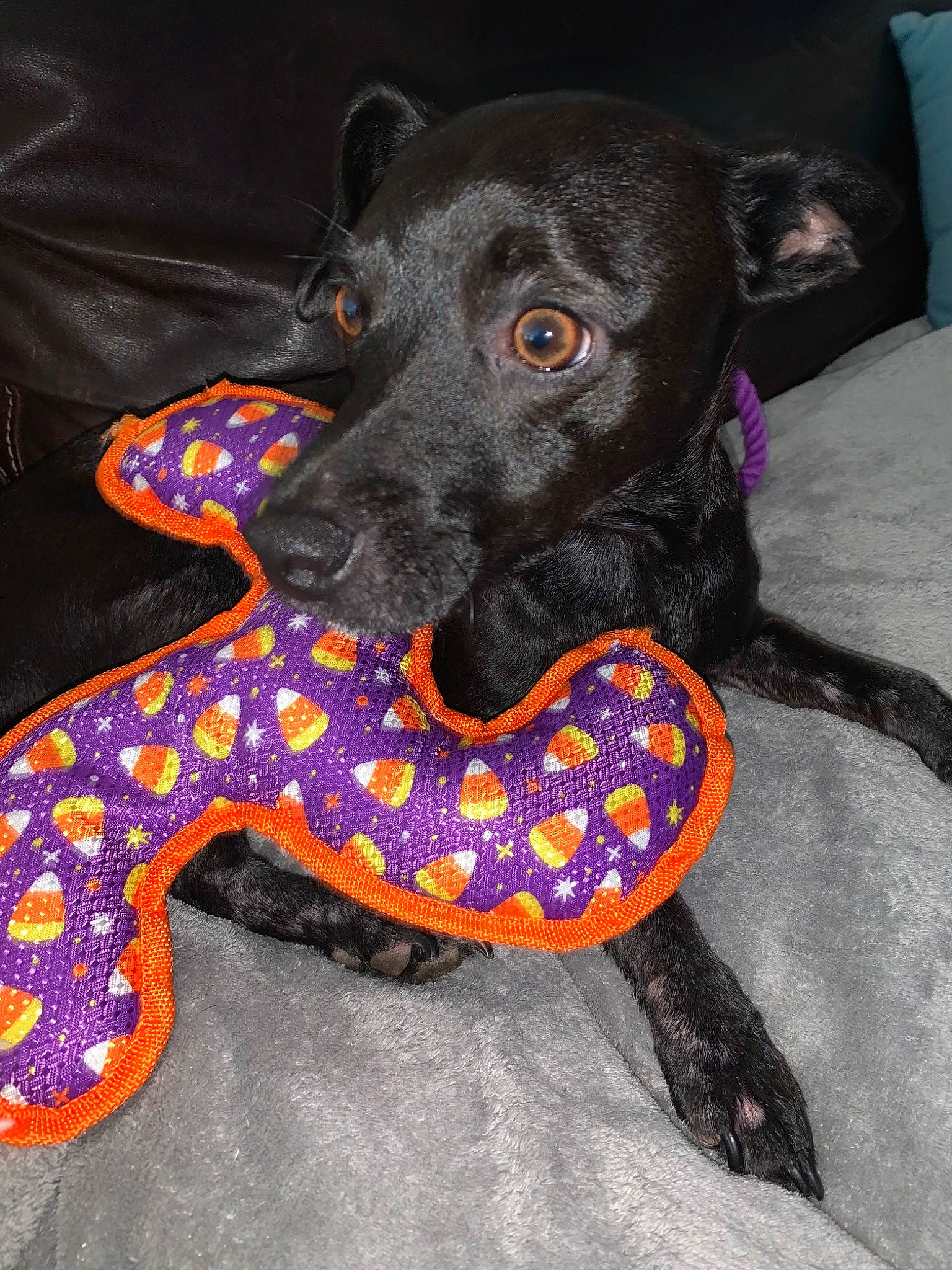 Lola joined the competition — help win amazing prizes! canidae, carnivore, collar, comfort, companion_dog, dog, dog_breed, dog_collar, dog_supply, fawn, guard_dog, magenta, paw, pet_supply, snout, sporting_group, tail, terrestrial_animal, whiskers, working_animal