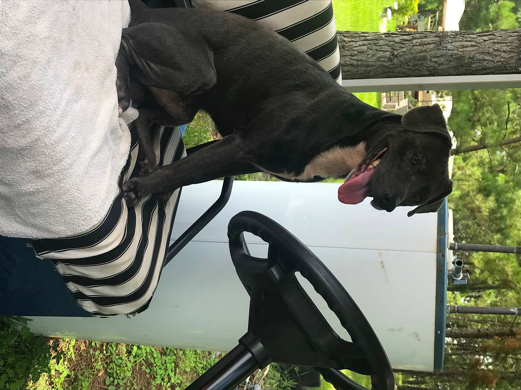 Chevy joined the competition — help win amazing prizes! automotive_exterior, bovine, collar, companion_dog, dog, dog_breed, dog_collar, grass, guard_dog, human_leg, plant, snout, steering_wheel, tail, terrestrial_animal, tree, vehicle_door, vertebrate, wildlife, working_animal