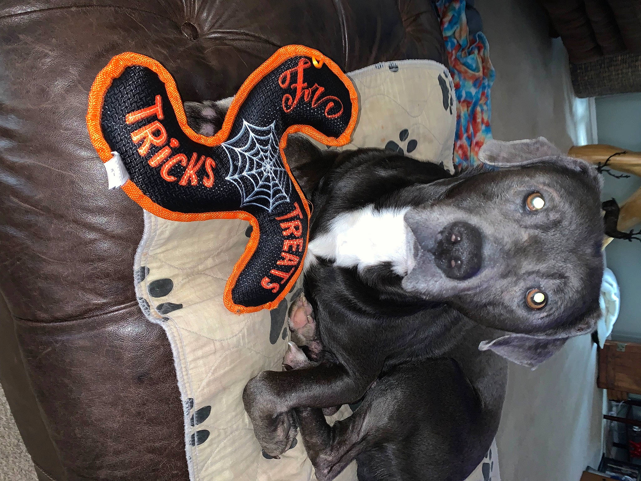 Chevy joined the competition — help win amazing prizes! art, athletic_shoe, canidae, carmine, companion_dog, cross_training_shoe, dog, dog_breed, felidae, font, fur, grey, guard_dog, non_sporting_group, personal_protective_equipment, sleeve, small_to_medium_sized_cats, tail, visual_arts, whiskers