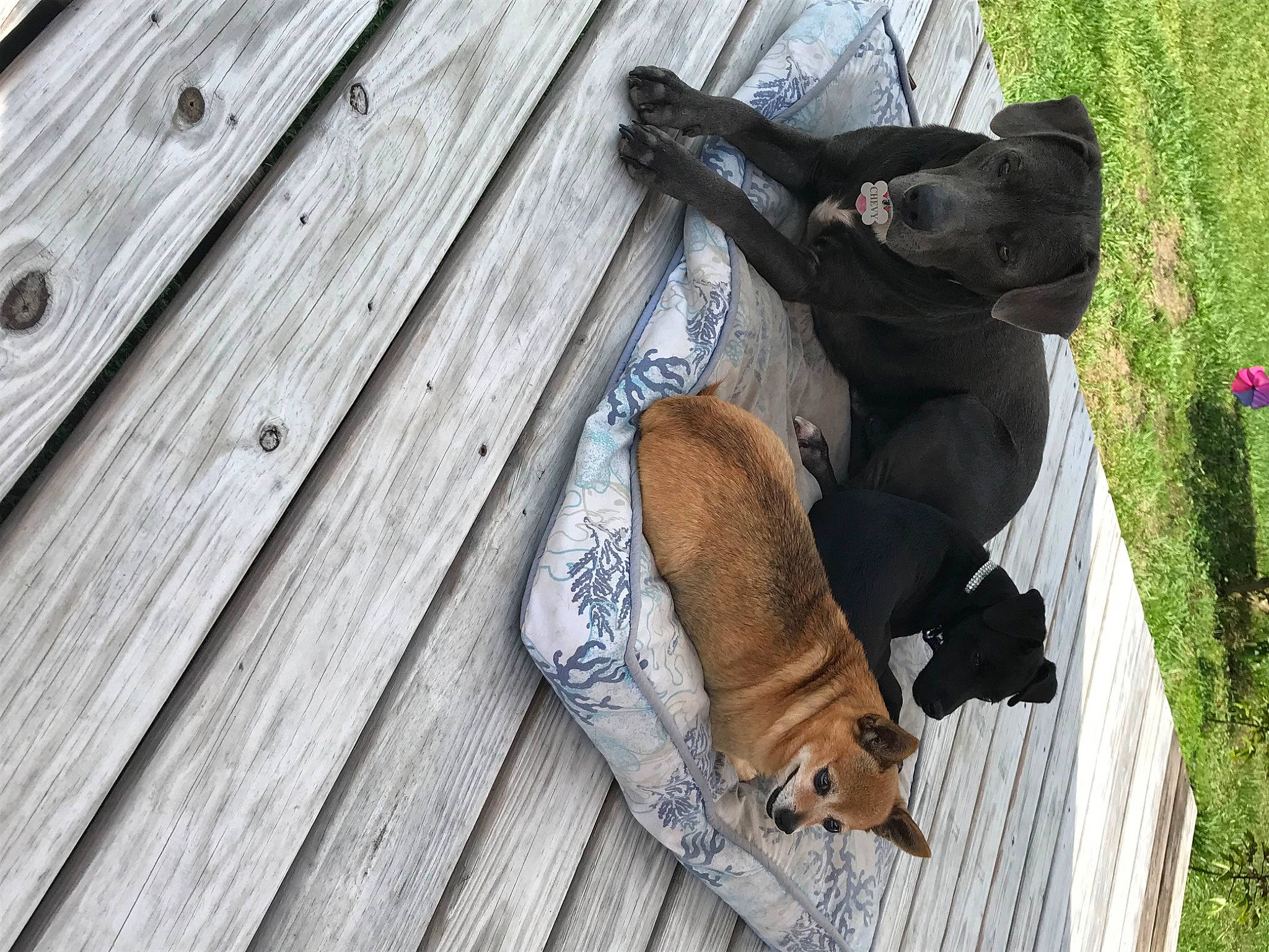 Chevy joined the competition — help win amazing prizes! carnivore, companion_dog, dog, dog_breed, fawn, felidae, foot, grass, hardwood, human_leg, plant, shoe, sneakers, snout, sporting_group, tail, thigh, tree, wood, working_animal