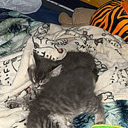 King joined the competition — help win amazing prizes! animal, blanket, cat, colorful, comfort, cozy, cushion, cute, domestic, feline, fur, home, indoor, kitten, pet, playful, resting, sleeping, soft, young