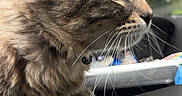 King is registered to the contest to win money with this photo: animal, blurred_background, car_dashboard, cat, close_up, curious, ear, eye, fur, greenery, indoor, nose, pet, radio_button, side_profile, sirius_button, tabby, vehicle, whiskers, window