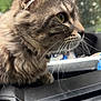 King is registered to the contest to win money with this photo: cat, tabby, close_up, side_profile, whiskers, fur, car_dashboard, radio_button, sirius_button, greenery, blurred_background, indoor, pet, animal, vehicle, window, ear, nose, eye, curious