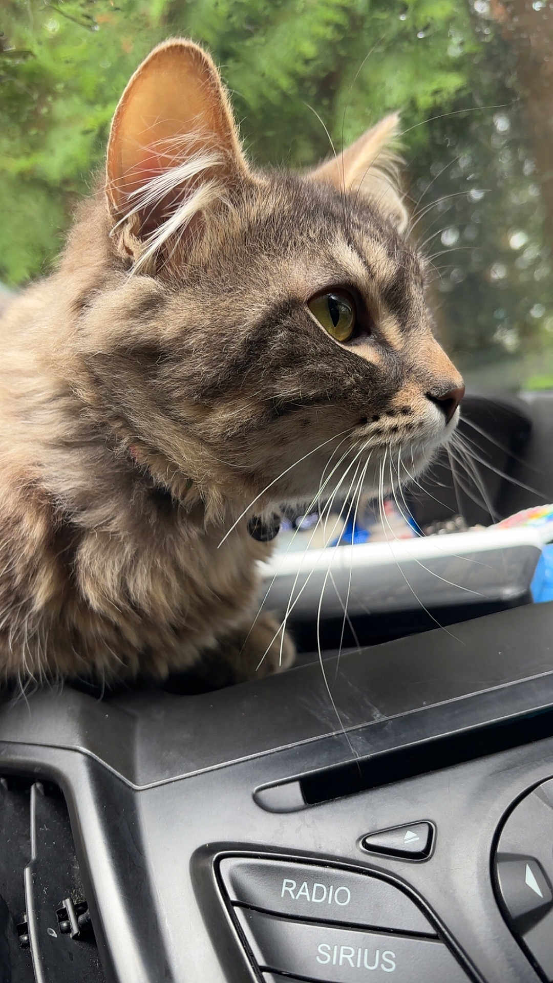 King is registered to the contest to win money with this photo: cat, tabby, close_up, side_profile, whiskers, fur, car_dashboard, radio_button, sirius_button, greenery, blurred_background, indoor, pet, animal, vehicle, window, ear, nose, eye, curious