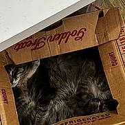King joined the competition — help win amazing prizes! cat, cardboard_box, indoor, sleeping, tabby, fur, pet, cozy, resting, shadows, floor, wood_floor, animal, cute, relaxing, domestic_animal, tabby_cat, feline, box, hidden