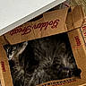 cat, cardboard_box, indoor, sleeping, tabby, fur, pet, cozy, resting, shadows, floor, wood_floor, animal, cute, relaxing, domestic_animal, tabby_cat, feline, box, hidden