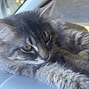 King joined the competition — help win amazing prizes! cat, tabby, gray, close_up, fur, whiskers, relaxed, lying_down, pet, animal, indoor, focused, soft_light, cute, mammal, feline, portrait, window, resting, sleepy