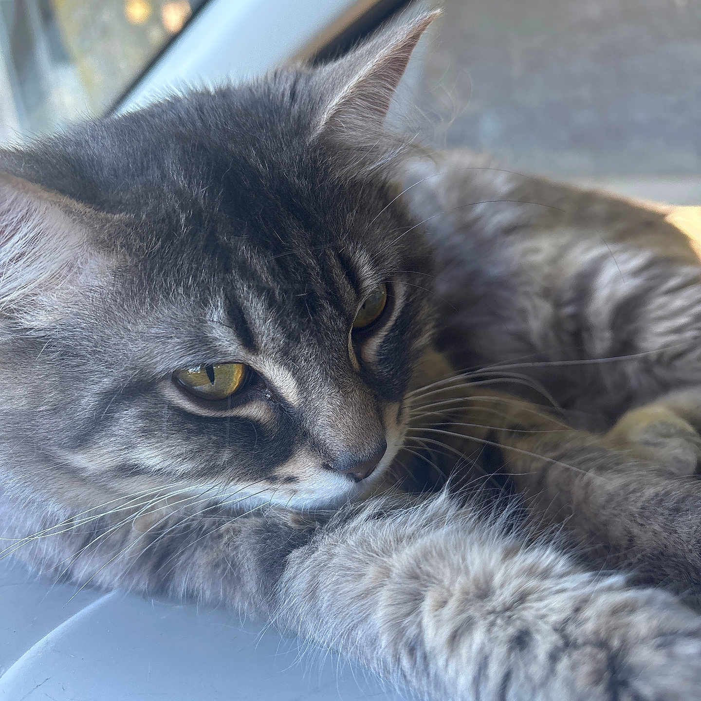 King joined the competition — help win amazing prizes! animal, cat, close_up, cute, feline, focused, fur, gray, indoor, lying_down, mammal, pet, portrait, relaxed, resting, sleepy, soft_light, tabby, whiskers, window